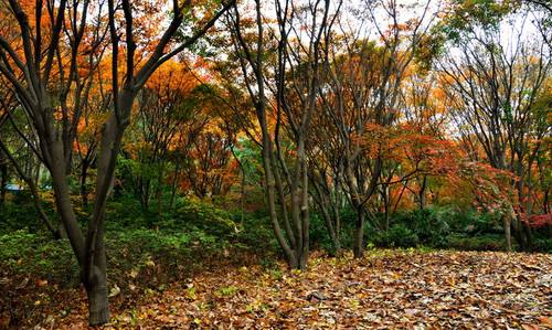 色彩对比凸显秋高气爽的秋天